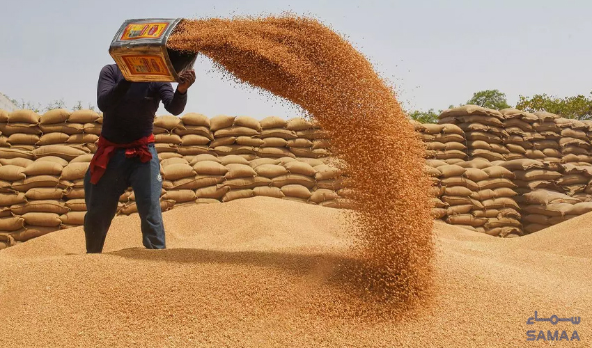 گندم کی مارکیٹ قیمت کے تعین اور خریداری کے لیے نیا نظام متعارف